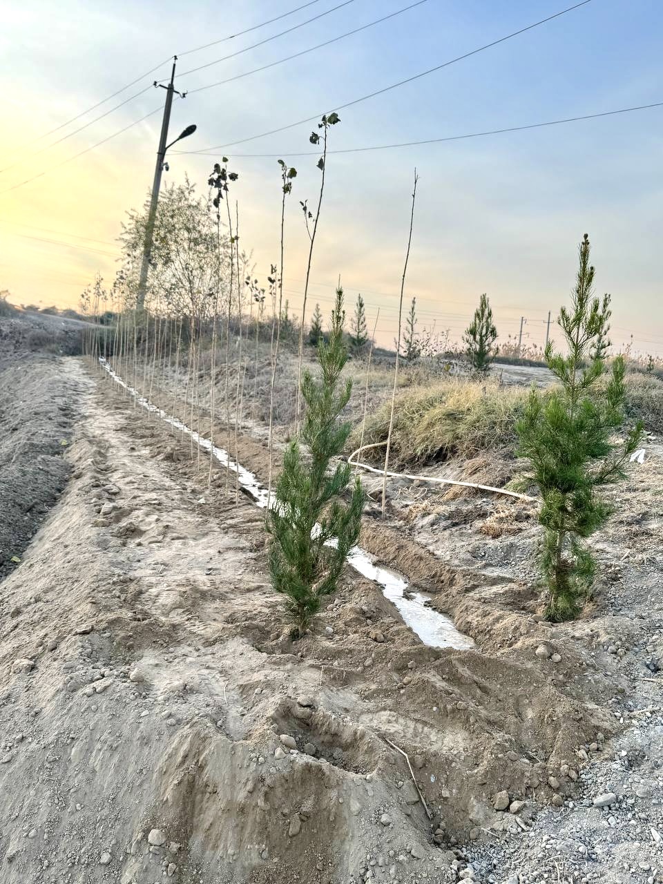 “Yashil makon” loyihasi amalda